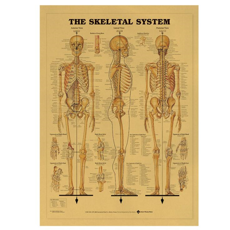 Vintage The Skeletal System Me - Vintage Fashion Wallpaper recension och pris